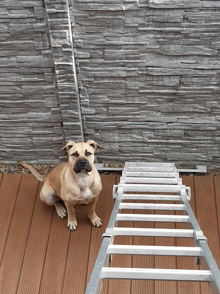 Hundetreffen-Toben unter großen Hunden-Profilbild