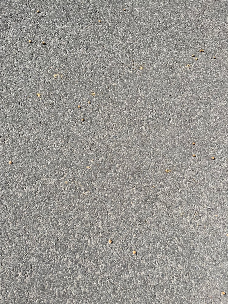 Giftköder-Ausgelegtes Trockenfutter-Profilbild