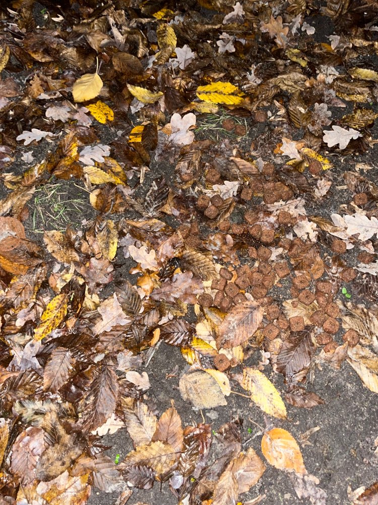 Giftköder-Trockenfutter ausgelegt in Teltow-Profilbild