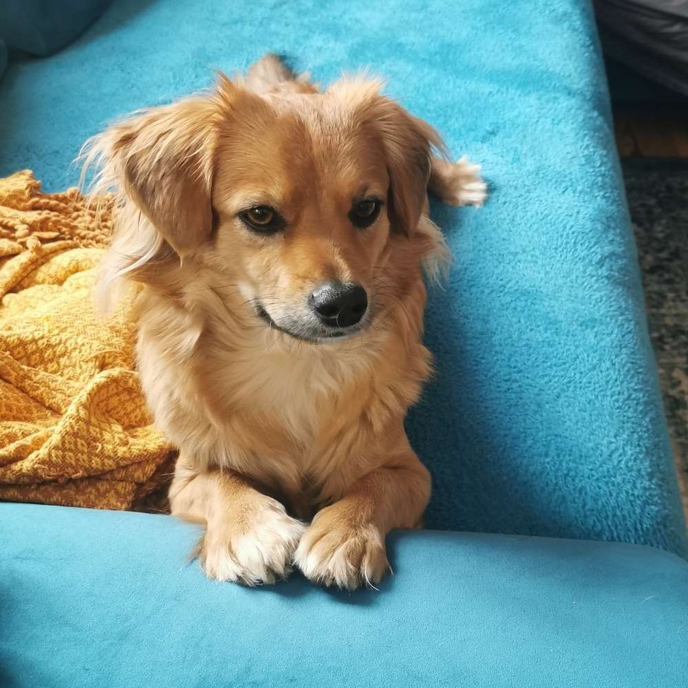 Hundetreffen-Social Walk-Profilbild