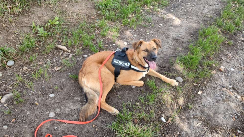 Hundetreffen-Spielpartner gesucht für mein Hund-Profilbild