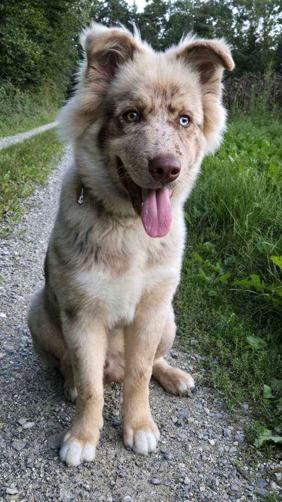 Hundetreffen-Trainingsprtner Gesucht-Profilbild