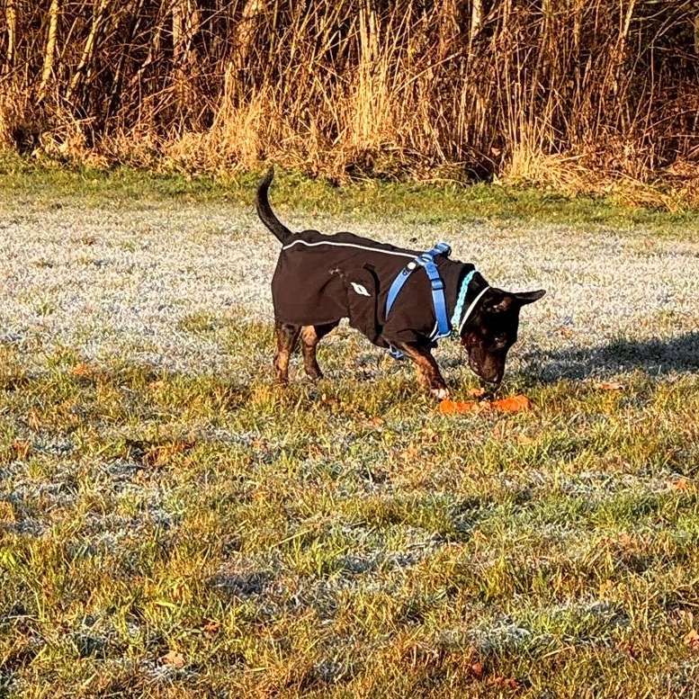Hundetreffen-playdate mit T.-Profilbild