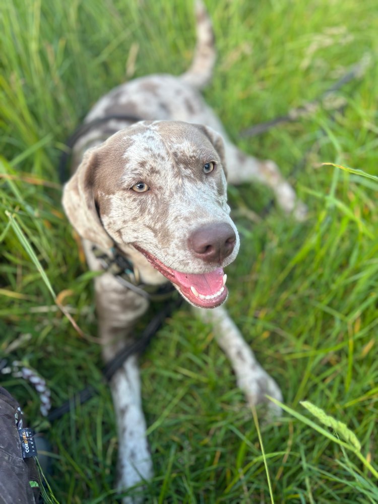 Hundetreffen-Regelmäßige Spieletreffen/ Spaziergänge-Profilbild