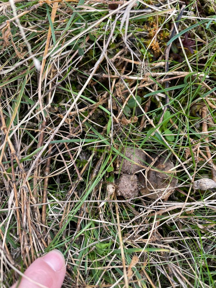 Giftköder-Giftköder-Profilbild