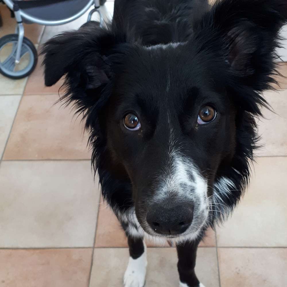 Hundetreffen-Hundetreff-Profilbild