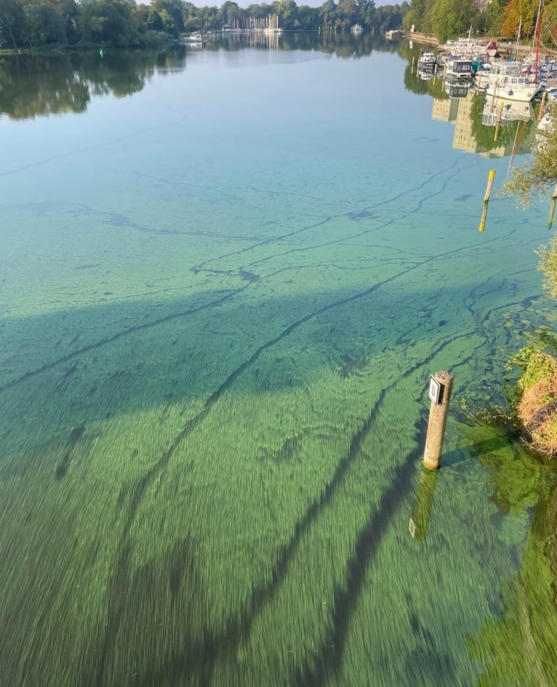 Giftköder-Blaualgen in der Neustädter Havelbucht-Profilbild
