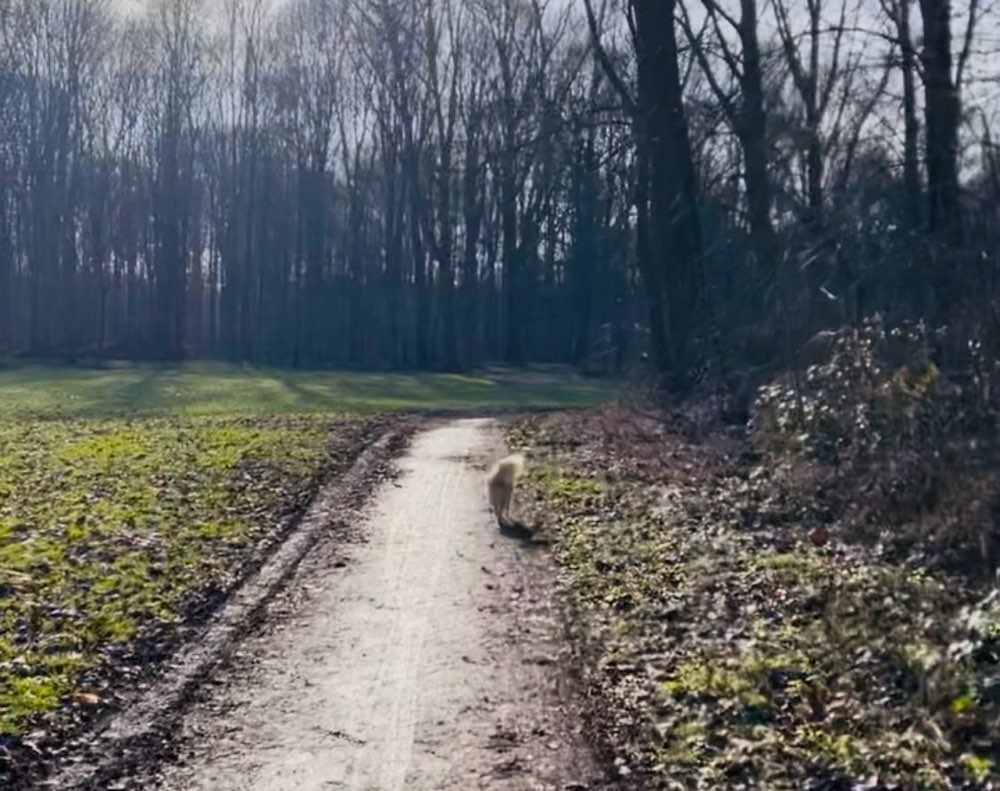 Hundetreffen-Rodenkirchener Rudel-Profilbild