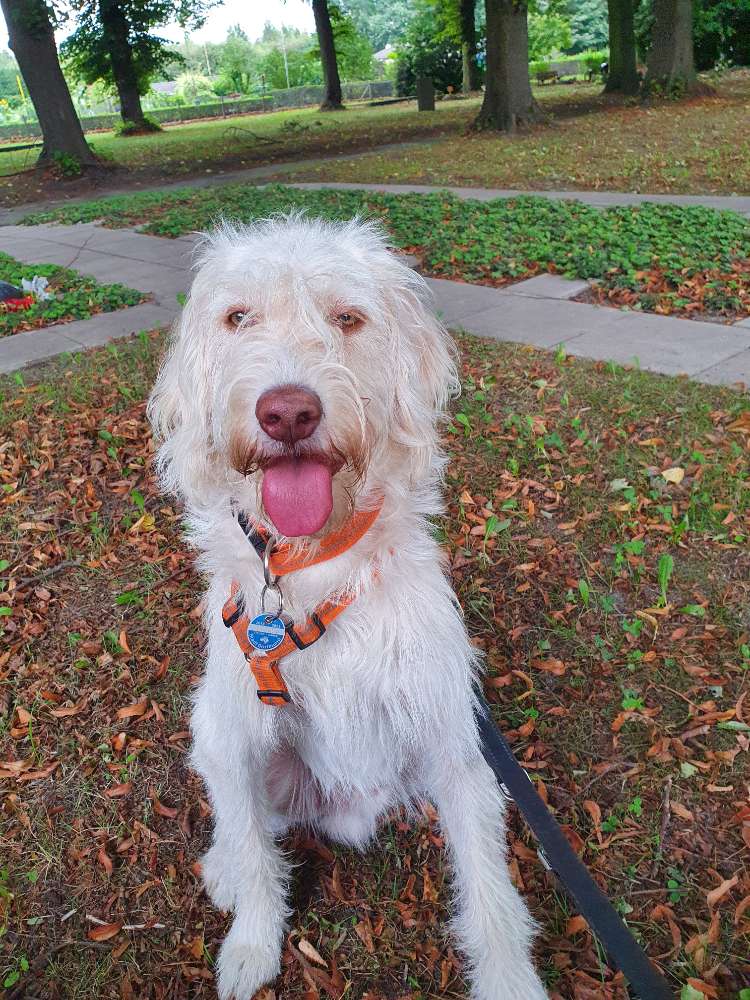 Hundetreffen-Spiel und Sportrunde mit Welpen und Junghunde-Profilbild