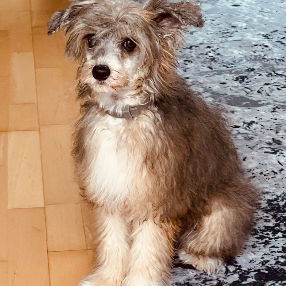 Hundetreffen-Nächsten Treffen in Köpenick, Grüne, Trift, Ecke Dregerhoffstraße-Profilbild