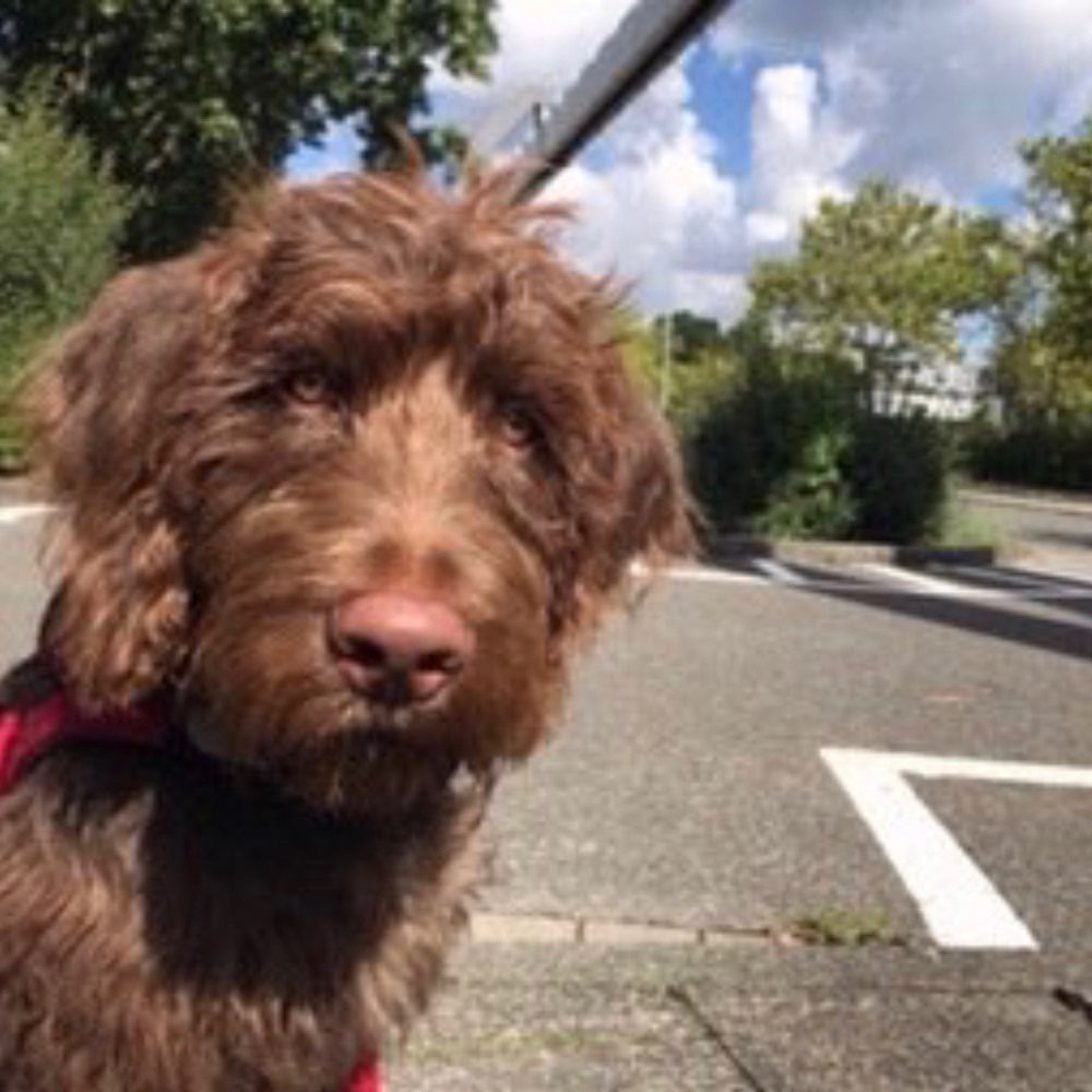 Hundetreffen-Gemeinsam Spazieren/ Spielen/ Lernspaziergänge-Profilbild