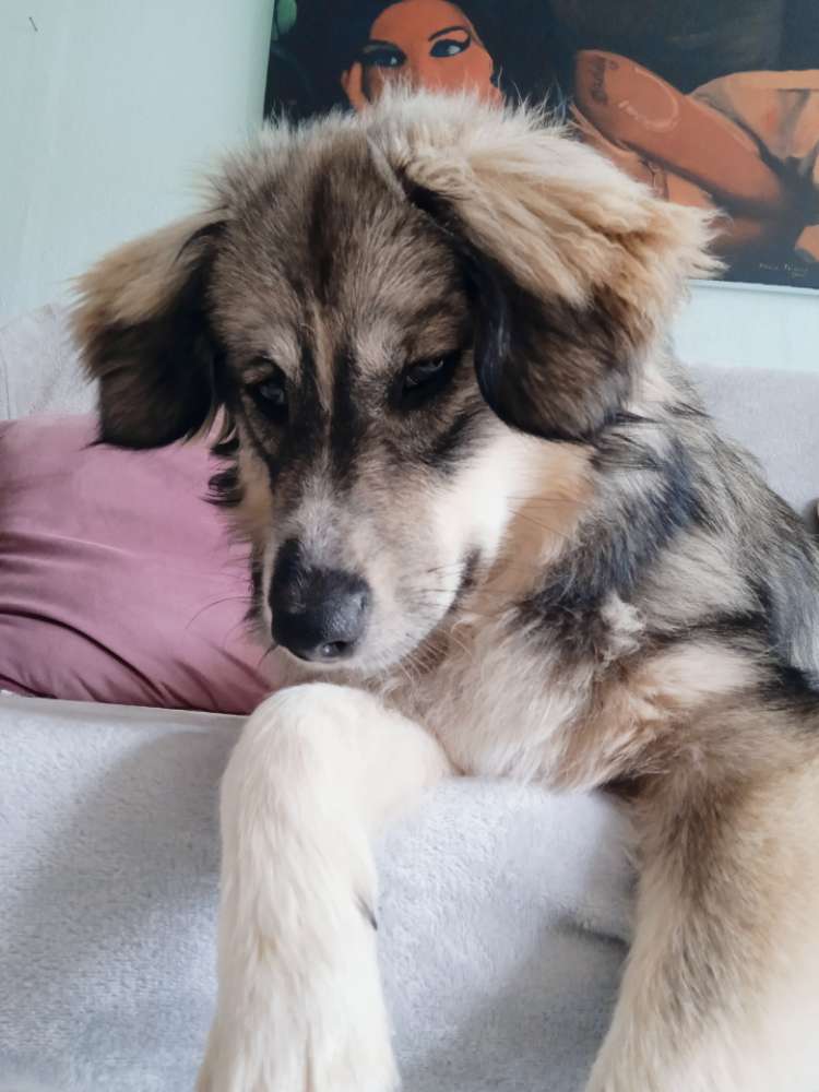 Hundetreffen-Gassi gehen in Mainz und Umgebung-Profilbild