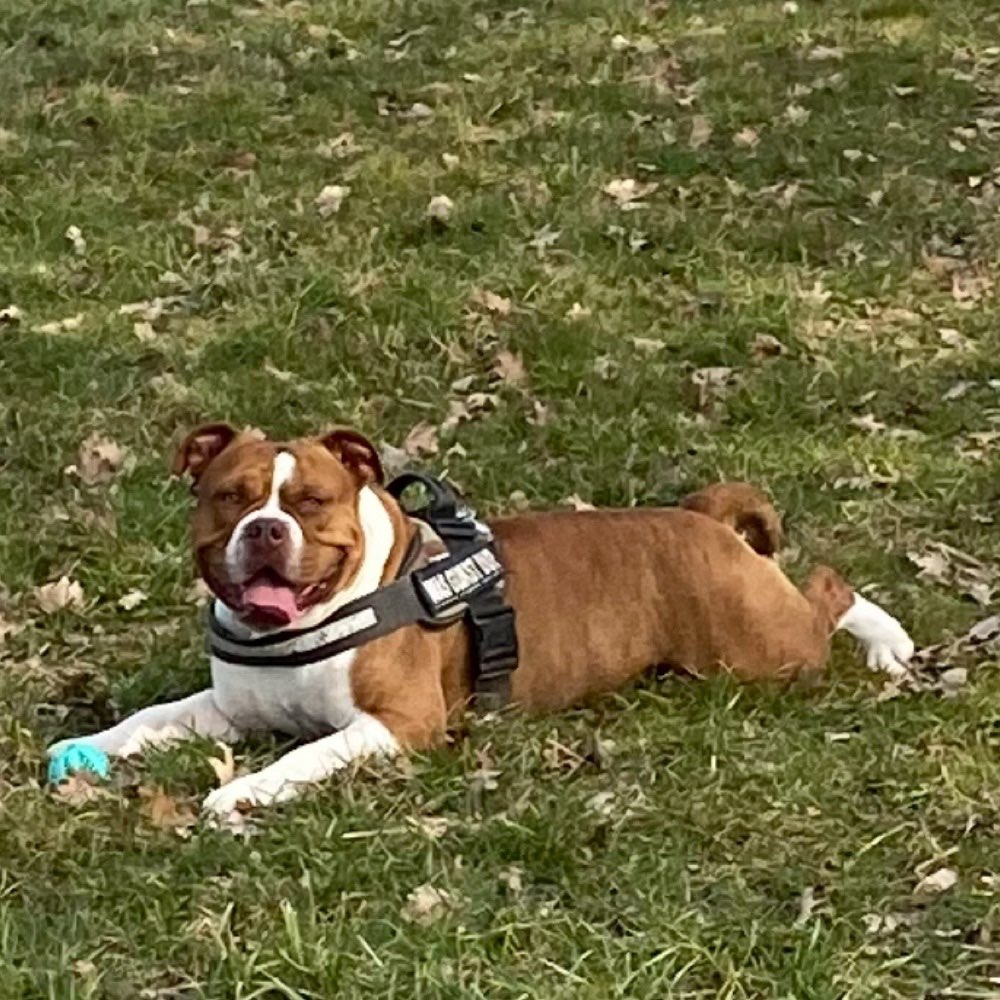 Hundetreffen-Gassi-Profilbild