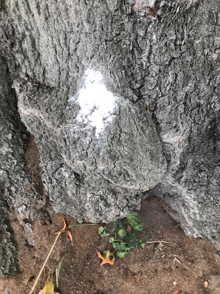 Giftköder-Weißes Pulver ausgelegt-Profilbild