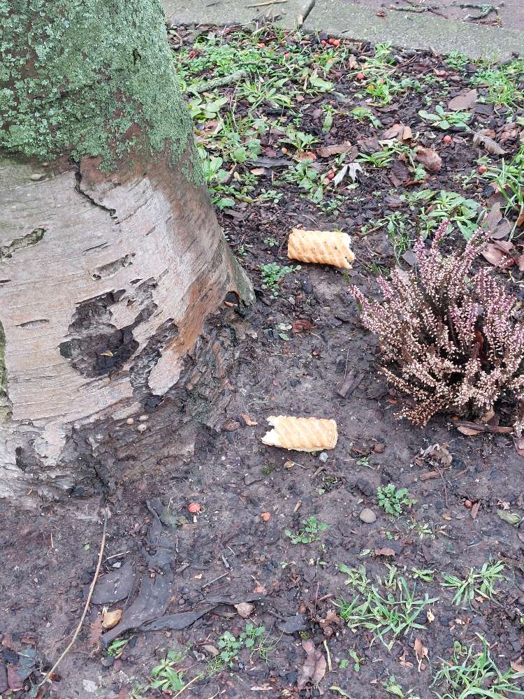 Giftköder-Brötchen ausgelegt-Profilbild