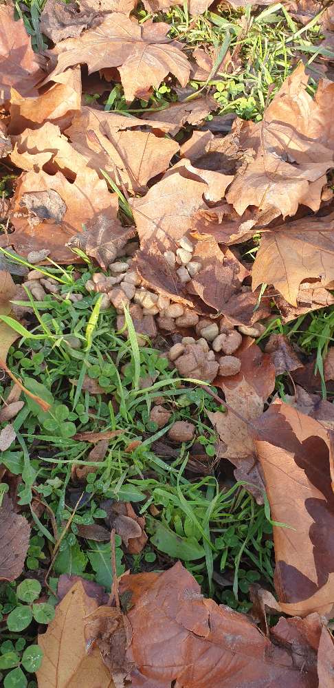 Giftköder-Futter im Laub-Profilbild