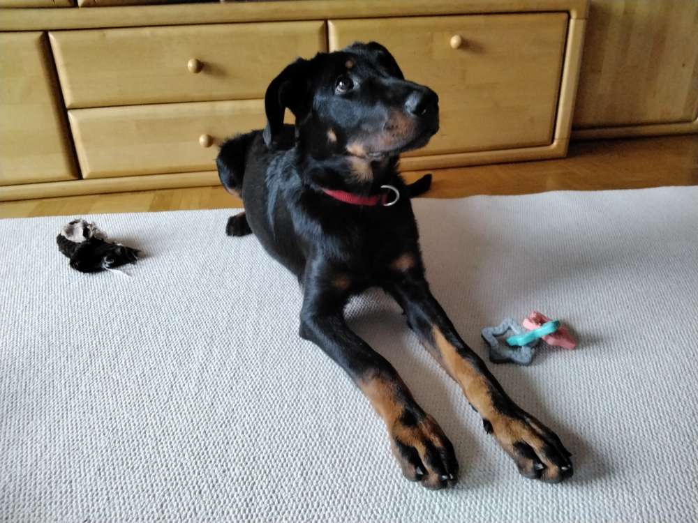 Hundetreffen-Gassigehen und Spielen-Profilbild