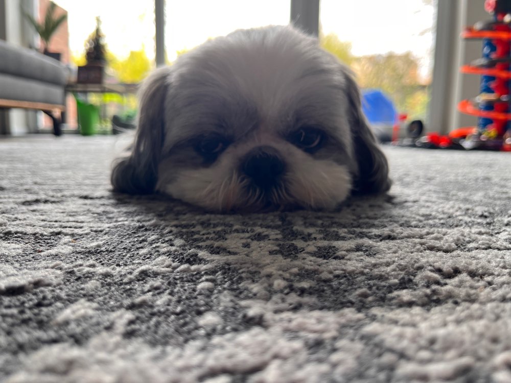 Hundetreffen-Gassirundenbegleiter gesucht-Profilbild
