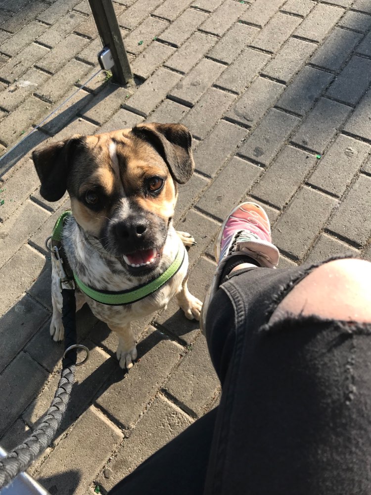 Hundetreffen-Gemeinsam Rumalbern-Profilbild