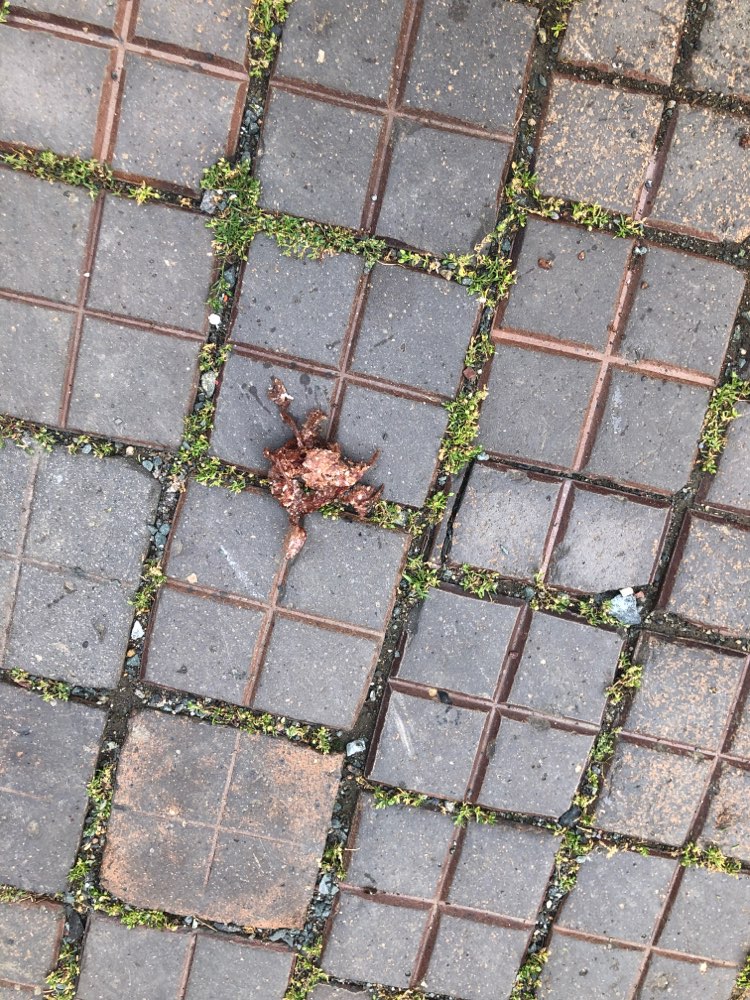 Giftköder-Eventuell Köder gefunden-Profilbild