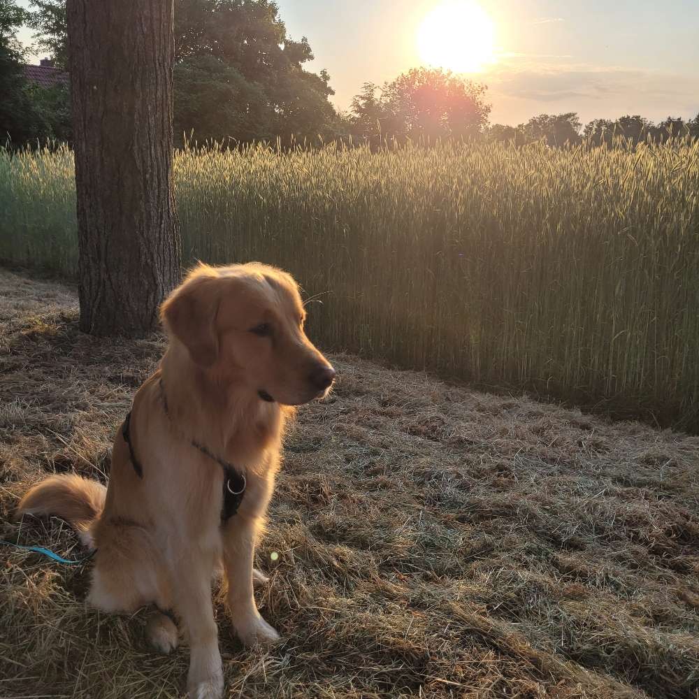 Hundetreffen-Spieletreffen & Trainingsspaziergang-Profilbild