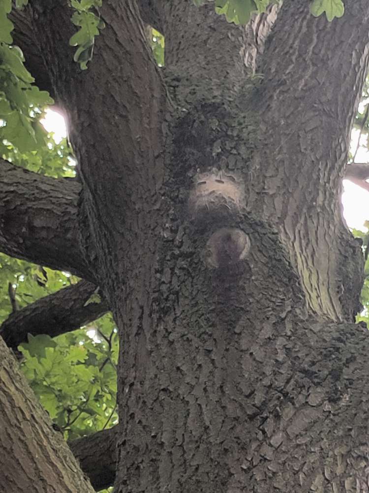 Giftköder-Eichenprozesdionsspinner-Profilbild