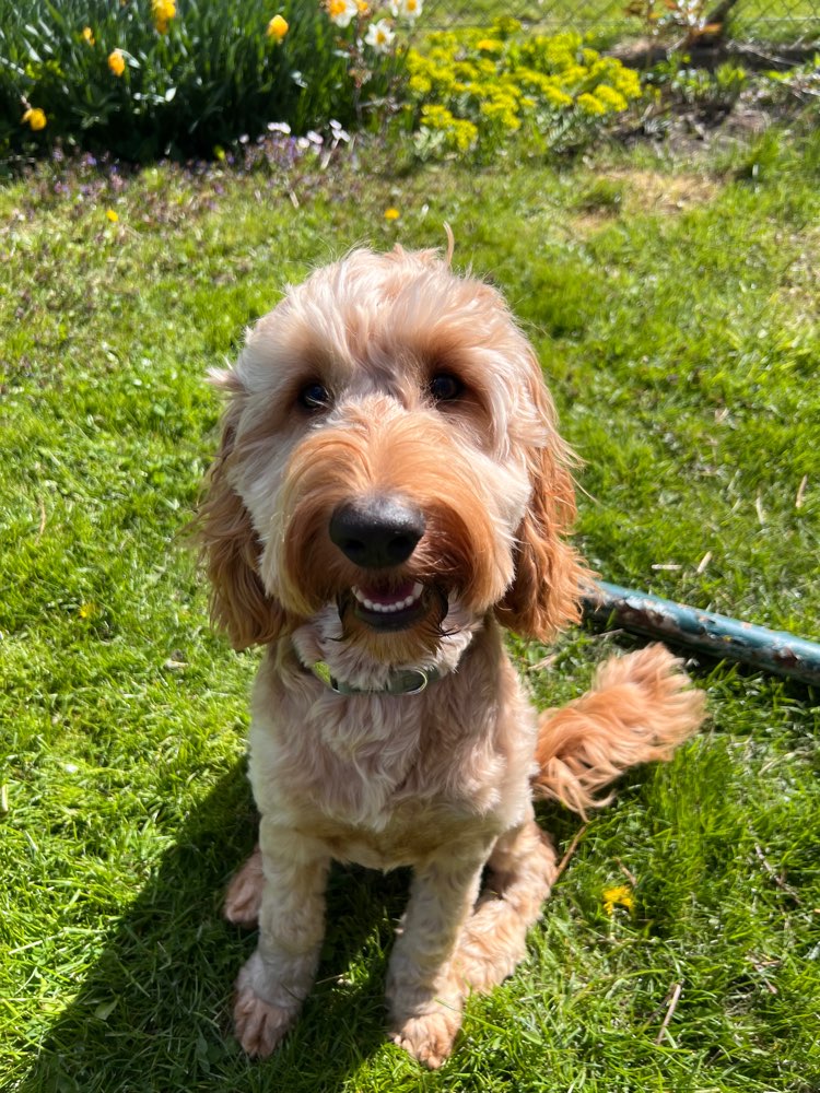 Hundetreffen-Spieltreff-Profilbild