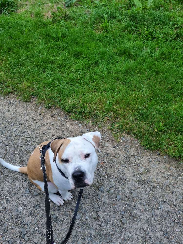 Hundetreffen-Hundetreff zum spielen,  spazieren oder gemeinsames training-Profilbild