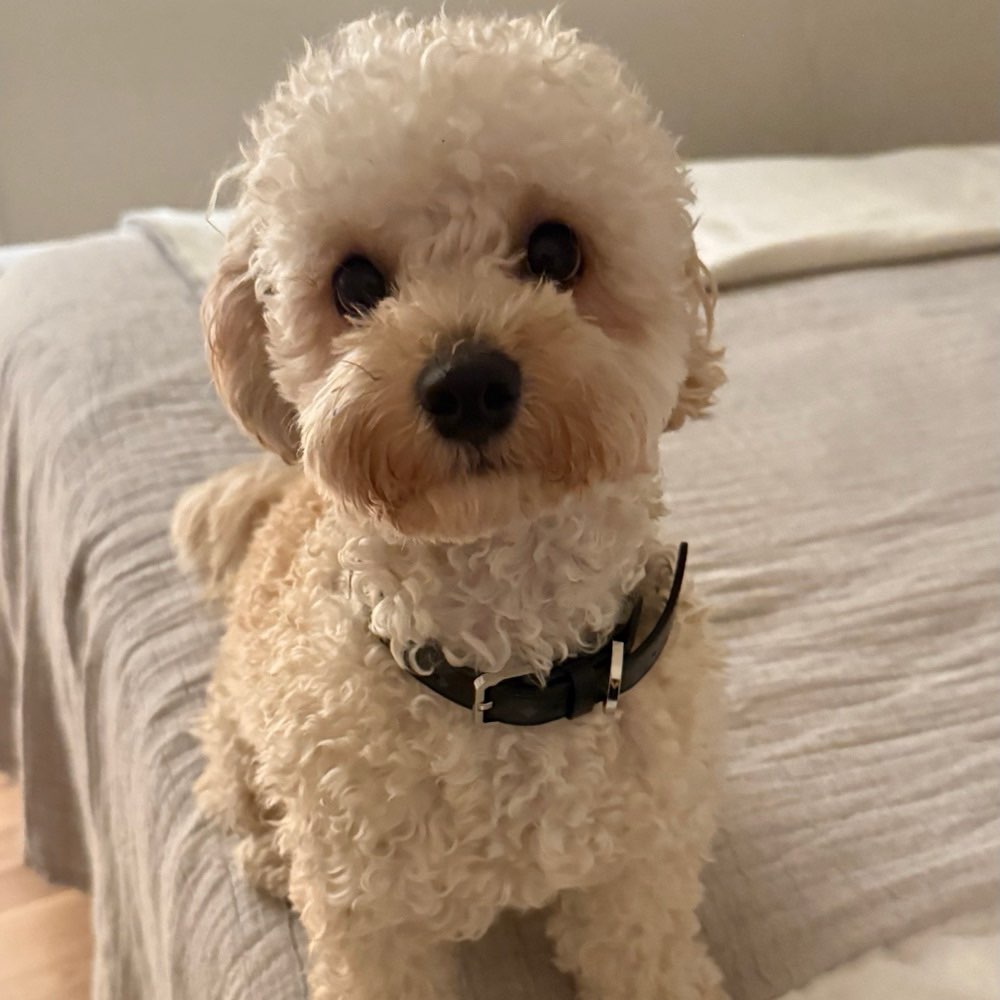 Hundetreffen-Spielfreunde gesucht 🤍-Profilbild