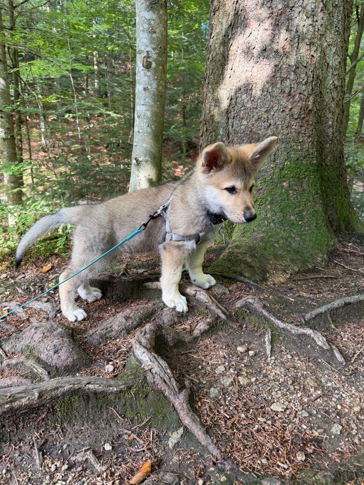Hundetreffen-Welpenspielkameraden gesucht-Profilbild
