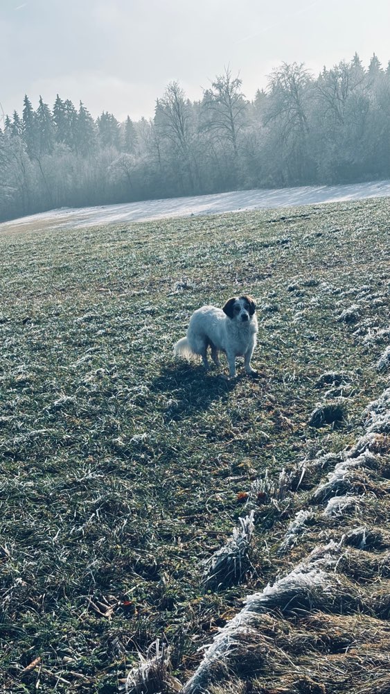 Hundetreffen-Spielkameraden für Bruno-Profilbild