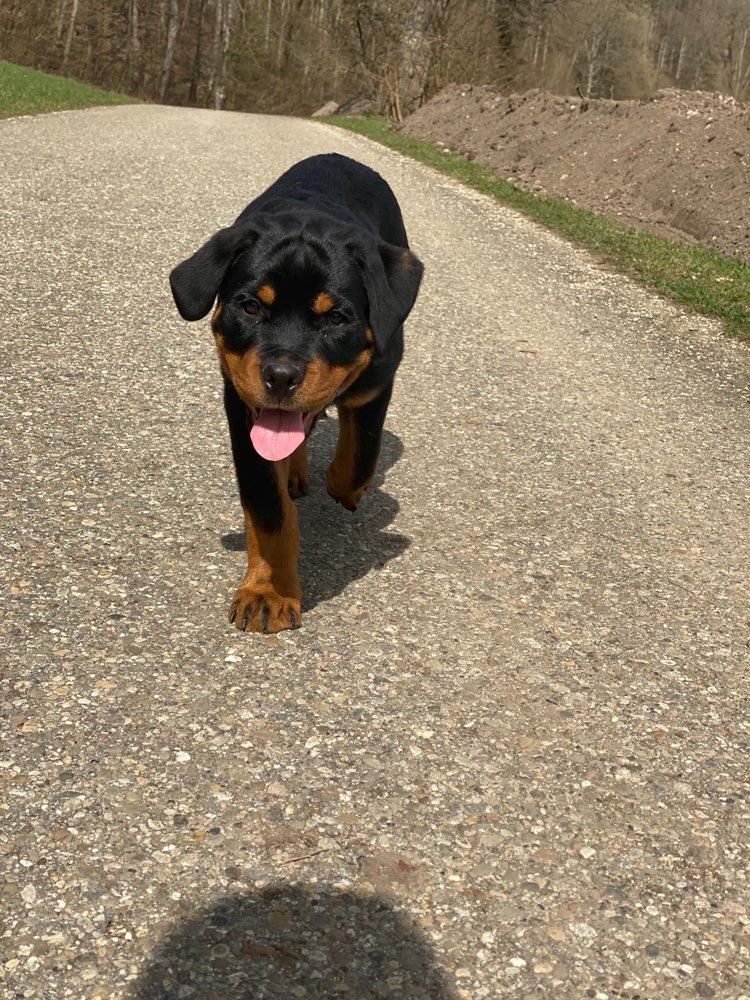 Hundetreffen-Welpentreff-Profilbild