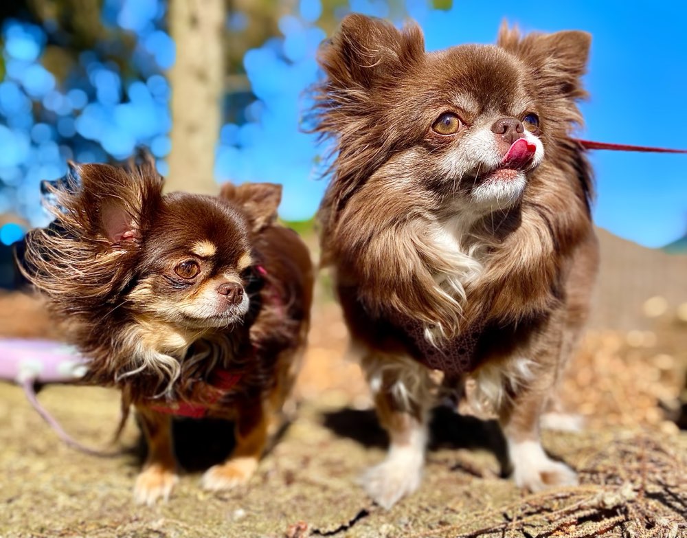 Hundetreffen-Auch kleine Hunde hier ?-Profilbild