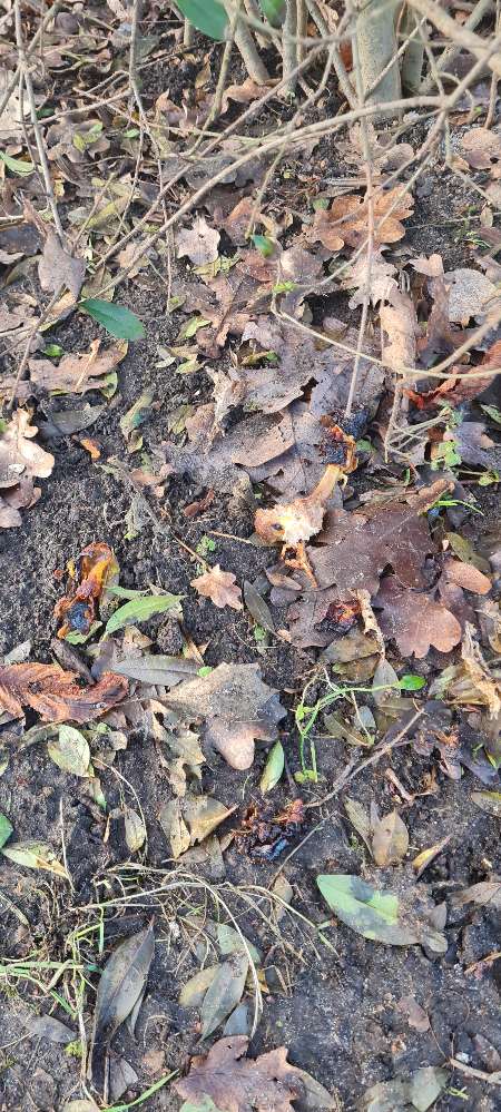 Giftköder-Knochen-Profilbild