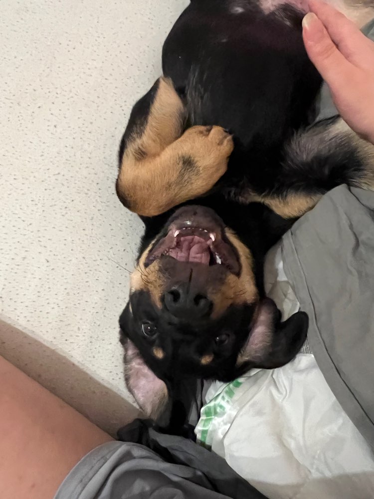 Hundetreffen-Rottweiler Welpe sucht Spielkameraden.-Profilbild