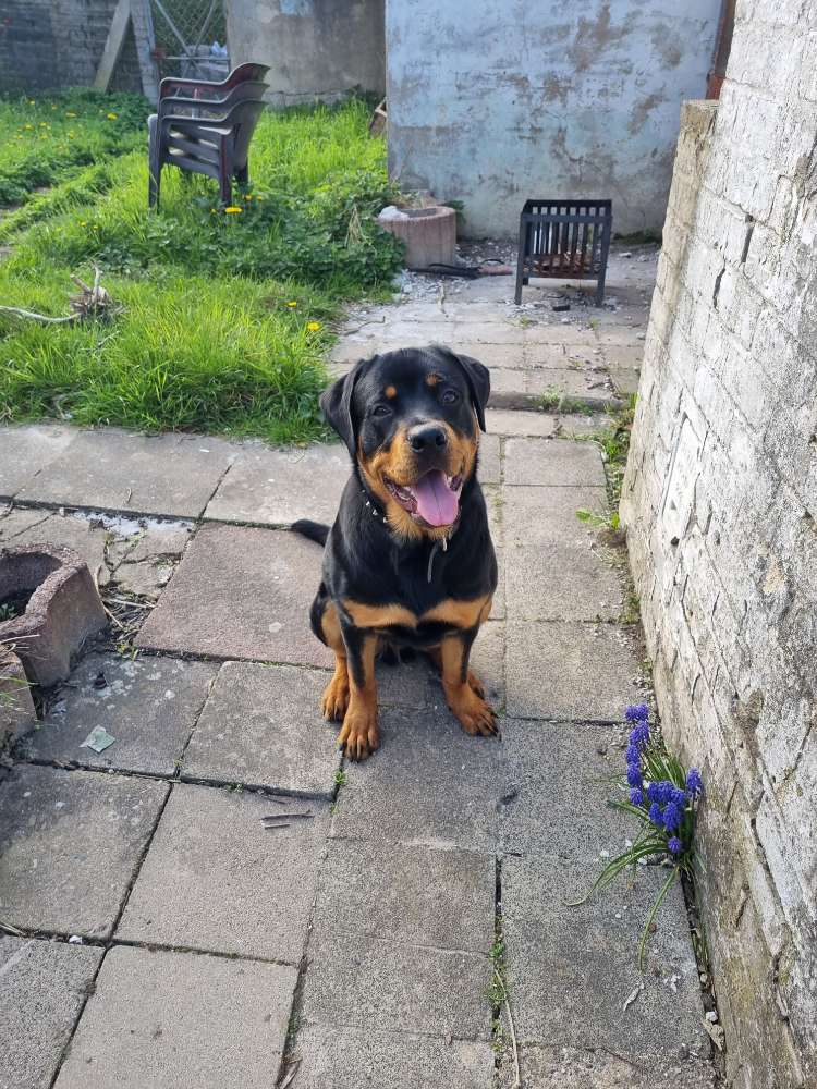 Hundetreffen-Spielrunde/Sozialkontakt/Gemeinsame Spaziergängen-Profilbild