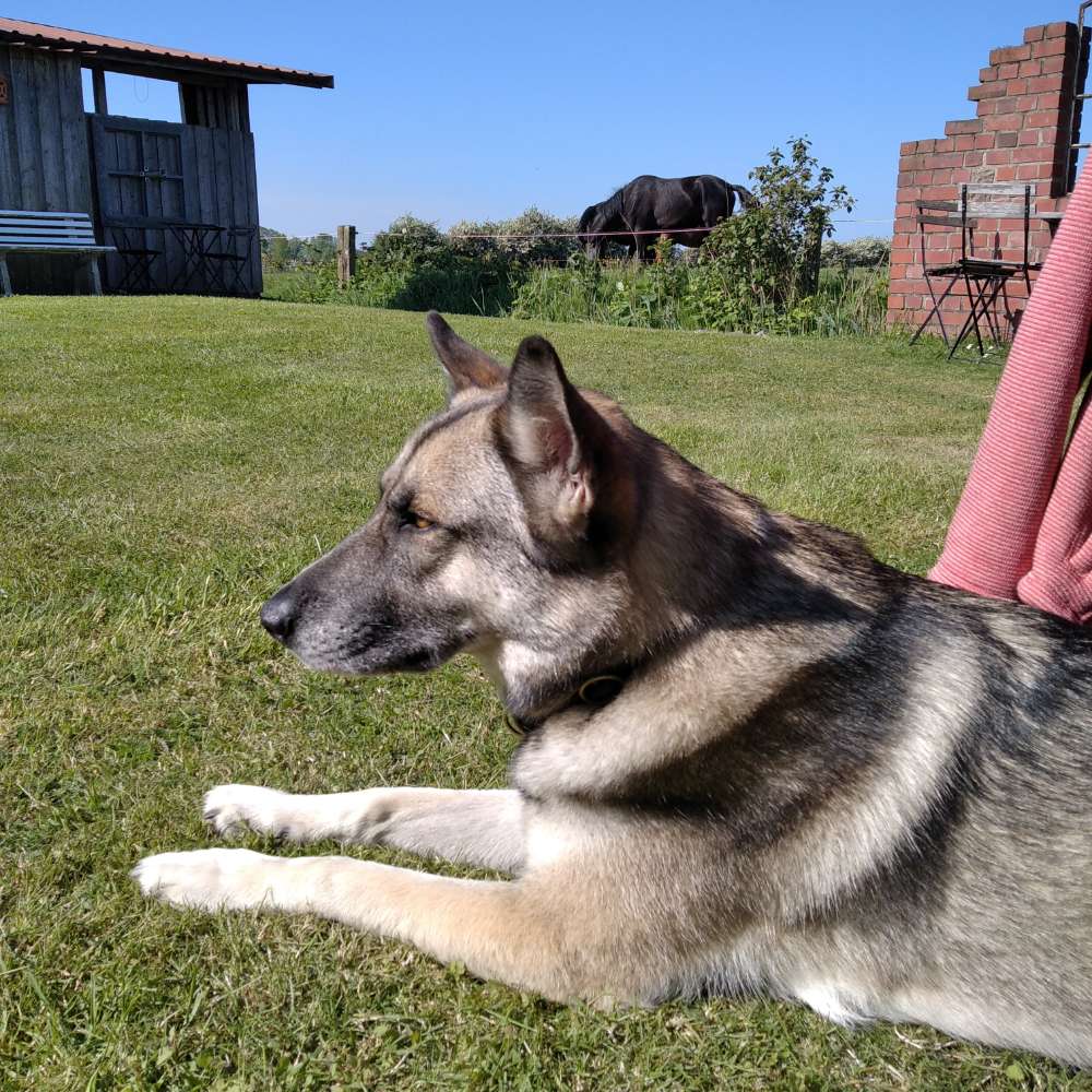 Hundetreffen-Leinenspaziergänge und Freilauf mit oder ohne Training-Profilbild