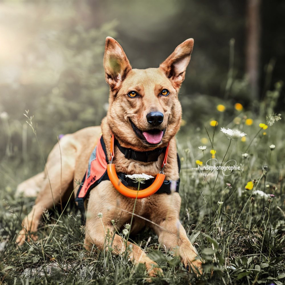Hundetreffen-Probetraining der Rettungshundestaffel-Profilbild