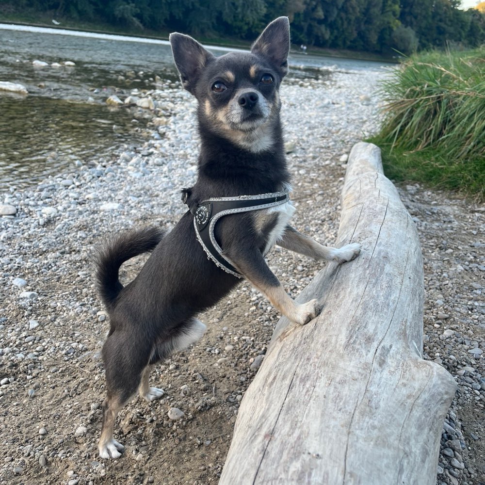 Hundetreffen-Chihuahua Treffen-Profilbild