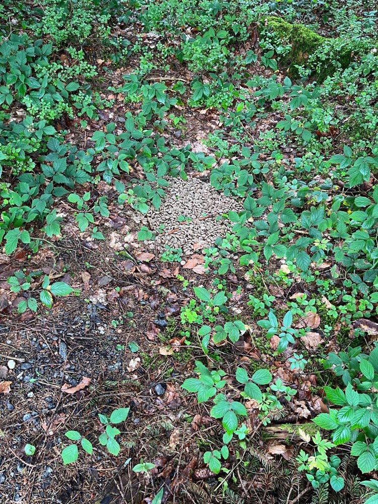 Giftköder-Giftköder-Profilbild