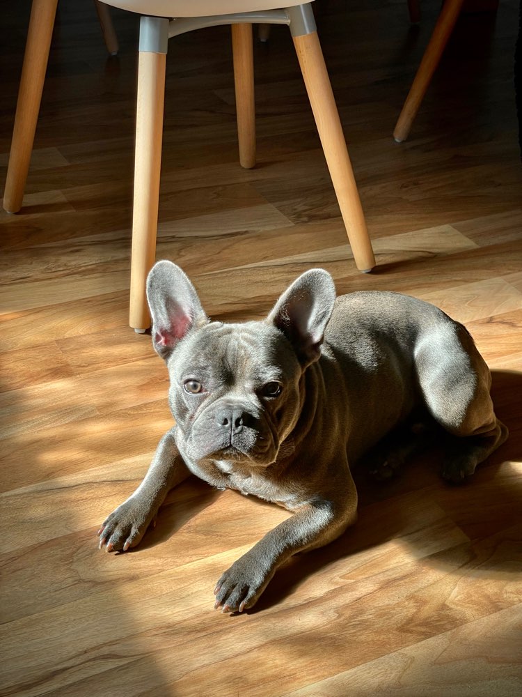 Hundetreffen-Spielen & Spazieren-Profilbild