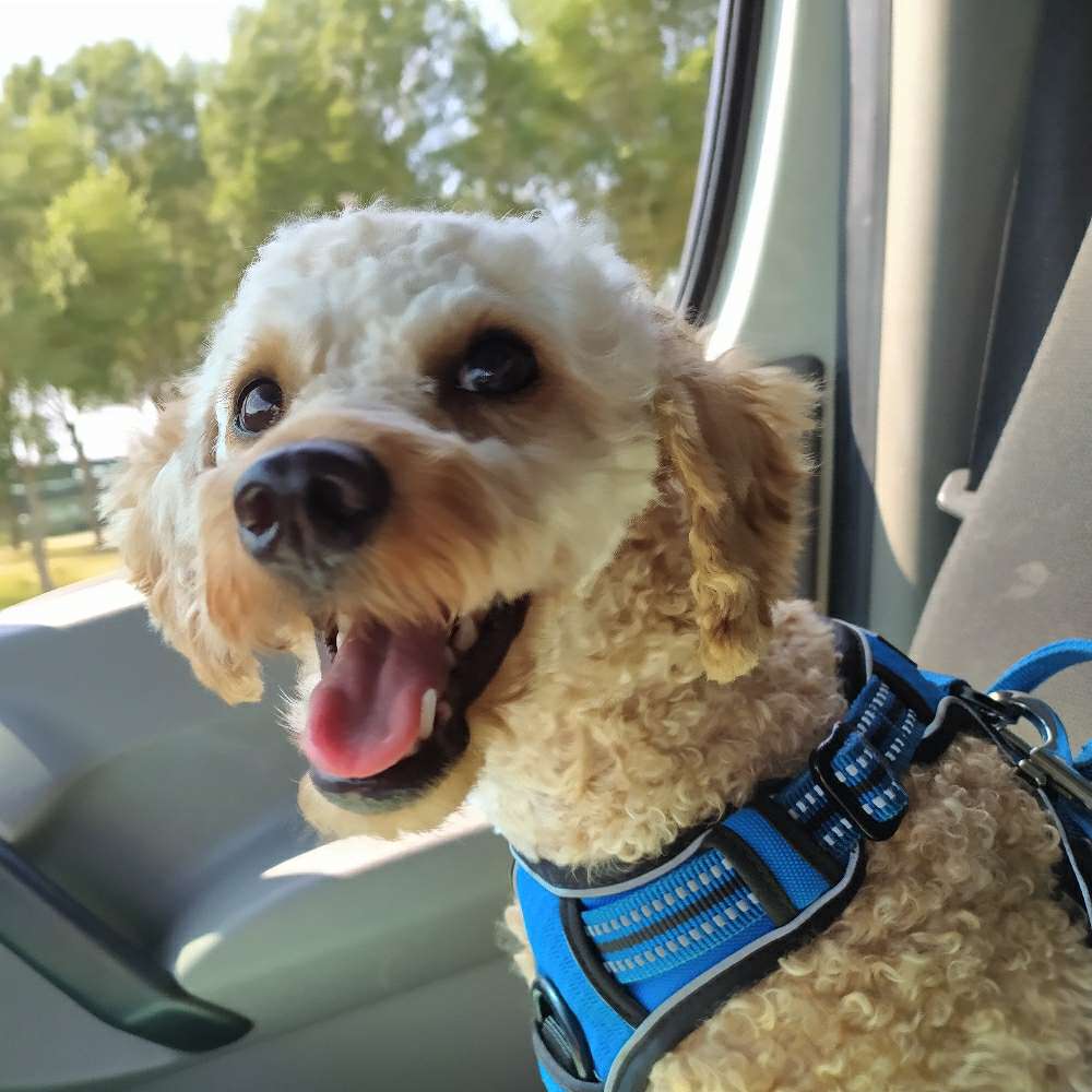 Hundetreffen-Spielrunde in Harburg oder Nähe S3-Profilbild