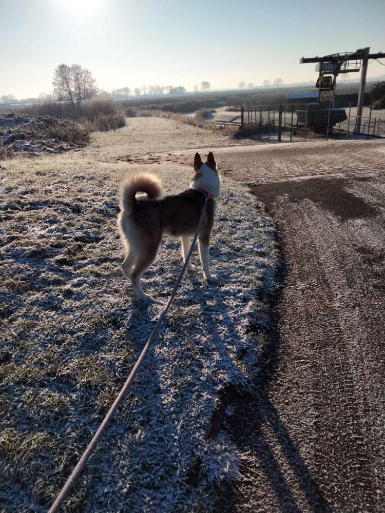 Hundetreffen-Suche jemanden zum spielen treffen-Profilbild