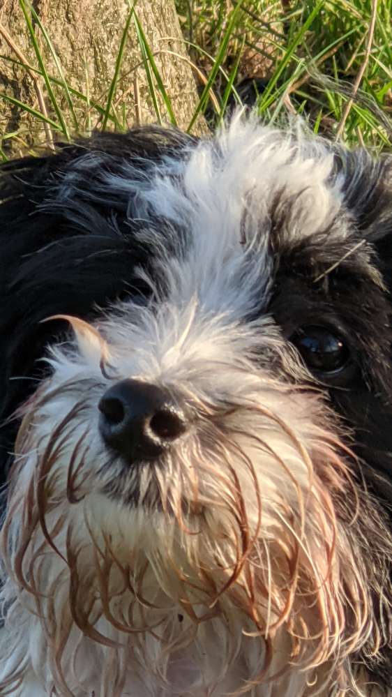 Hundetreffen-Schnüffel, schnüffel, WUFF!-Profilbild