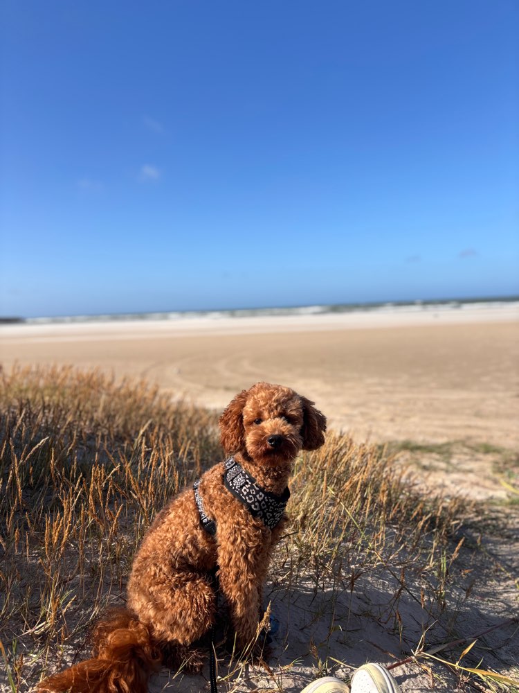 Hundetreffen-social walk-Profilbild