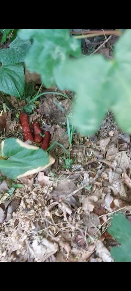 Giftköder-Salamisticks/Giftköder-Profilbild