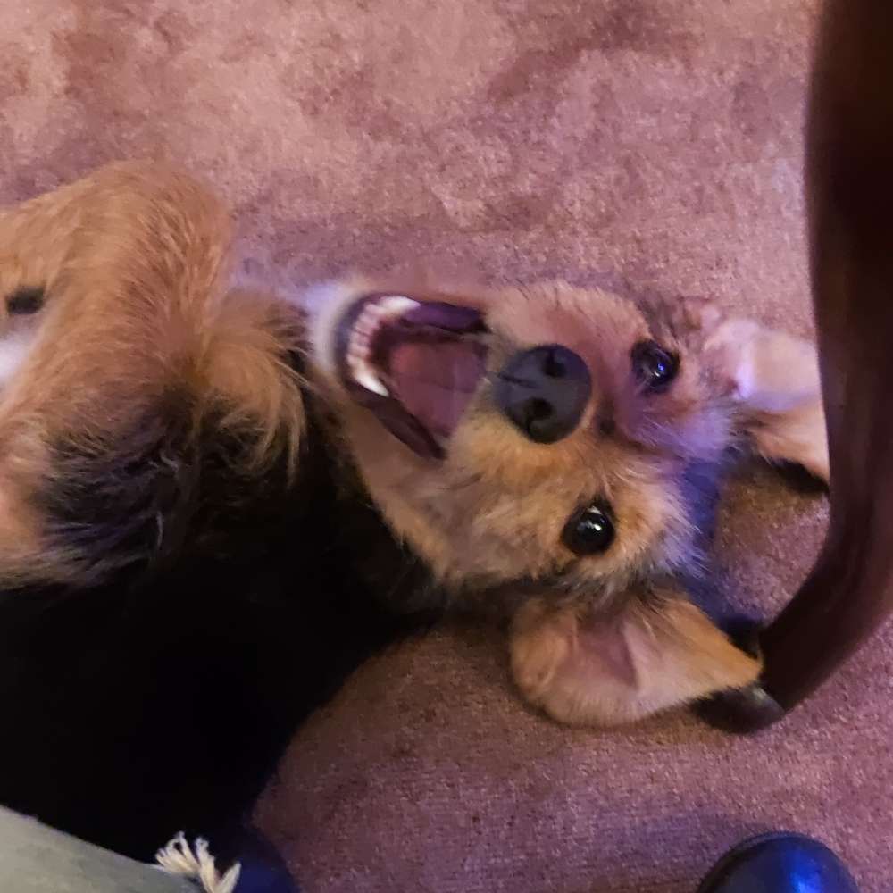 Hundetreffen-Spiel- und Gassifreunde gesucht-Profilbild