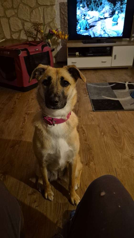 Hundetreffen-Spieltreffen und Gassirunde-Profilbild