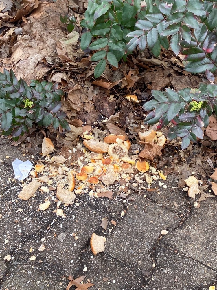 Giftköder-Brotreste (ggf. Köder versteckt?)-Profilbild