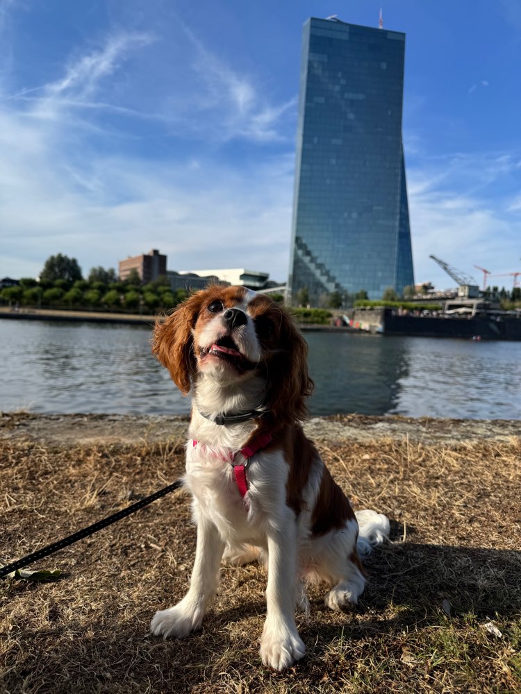 Hundetreffen-Hundetreffen mit Spiel und Spaß ;)-Profilbild